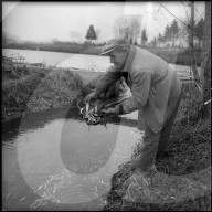 Zyankali vergiftet Fischzucht bei Studen 1955