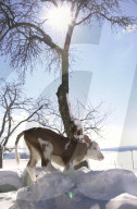 Kalb im Schnee