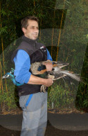Martin Bucher mit eingefangenem Pfau im Zoo Zürich, 2005