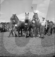 37. Marché-Concours Saignelégier, 1940