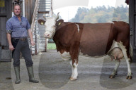 Bauer Martin Ott mit Bio-Milchkuh Amanda, 2005