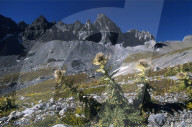 rdb00142241