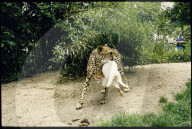 Zoo Basel 1989: Gepard, Kaninchen als Futter