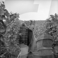 Winzer bei Weinlese am Zürichsee, 1959