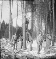 Landgewinnung; Anbaufläche vergrössern, Waldrodung; 1942