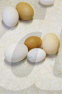 Bio-Eier aus Rüti 2006