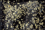 Gold Partikel aus dem Napfgebiet 1988