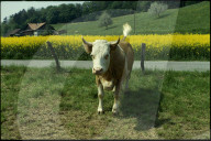 Simmentaler Kuh auf der Weide