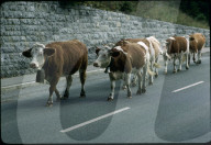 Alpabzug, Simmentaler Kühe auf der Strasse