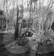 WK 2: Bombardierung; zerstörter Wald, Bombentrichter, 1945