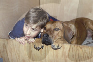 Südafrikanischer Löwenhund mit seinem Besitzer