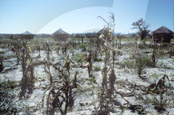 Verdorrtes Maisfeld in Simbabwe 1984
