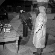 Bekämpfung der Maul- und Klauenseuche, 1953