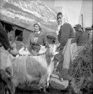 Vom Maltafieber betroffene Ziegen im Val Ferret, 1958