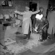Bekämpfung der Maul- und Klauenseuche, 1953