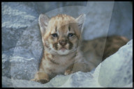 Puma Credit: RDB