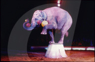 Zirkus Knie: Elefant mit Bällen, ca. 1985