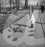 Genf: Ile Rousseau, Kind beim Tauben füttern; 1946