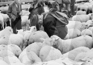 Schafscheid in Riffenmatt, 1970