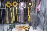 Kartäuserkatze mit Preisen, 1995