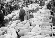 Schafscheid in Riffenmatt, 1970