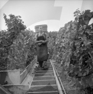 Winzer bei Weinlese am Zürichsee, 1959