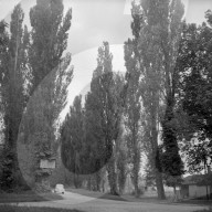 Allee, Pappelallee in der Flussebene Plaine de L' Areuse; 1955