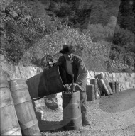"Heidenwein": Winzer mit Tausen bei der Weinlese, 1956