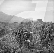 Weinlese in Riex im Lavaux, 1957
