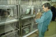 Tierpfleger mit Kaninchen, 1991