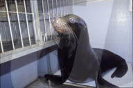 Zirkus Valentino: Seelöwe "Cäsar" 1994