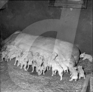 Sau in Näfels 1969: 23 Ferkel geworfen
