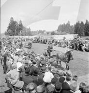 37. Marché-Concours Saignelégier, Einspänner, 1940