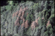 Verfärbung an kranken Tannen 1983