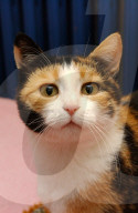 Tier aus Zürcher Tierheim 2005: Katze Soraya