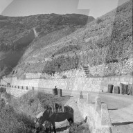 "Heidenwein": Maultier im Rebberg bei Weinlese, 1956