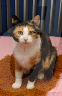 Tier aus Zürcher Tierheim 2005: Katze Soraya