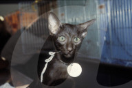 Orientalische Kurzhaarkatze an Katzenausstellung