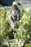 Winzerin bei der Weinlese, Wallis 1980