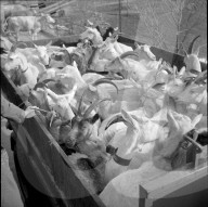 Vom Maltafieber betroffene Ziegen im Val Ferret, 1958
