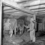 Ernst Aebersold beim Weissen, Tünchen eines Kuhstalls; 1958
