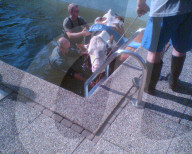 Kuh wird aus Schwimmbad gerettet, 2006
