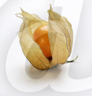 Kapstachelbeere, Physalis peruviana; 2006