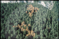 Verfärbung an kranken Tannen 1983