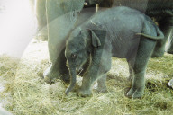 Elefanten-Baby Fahim im Zürcher Zoo 2005