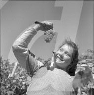 "Heidenwein": Kleine Winzerin bei der Weinlese, 1956