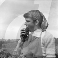 Mädchen bei Weinlese in Riex im Lavaux, 1957