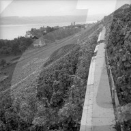 Rebberg am Zürichsee, 1959