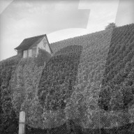 Rebberg mit Häuschen am Zürichsee, 1959