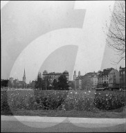 Feld, blühender Schlafmohn auf der Sechseläutenwiese; 1941